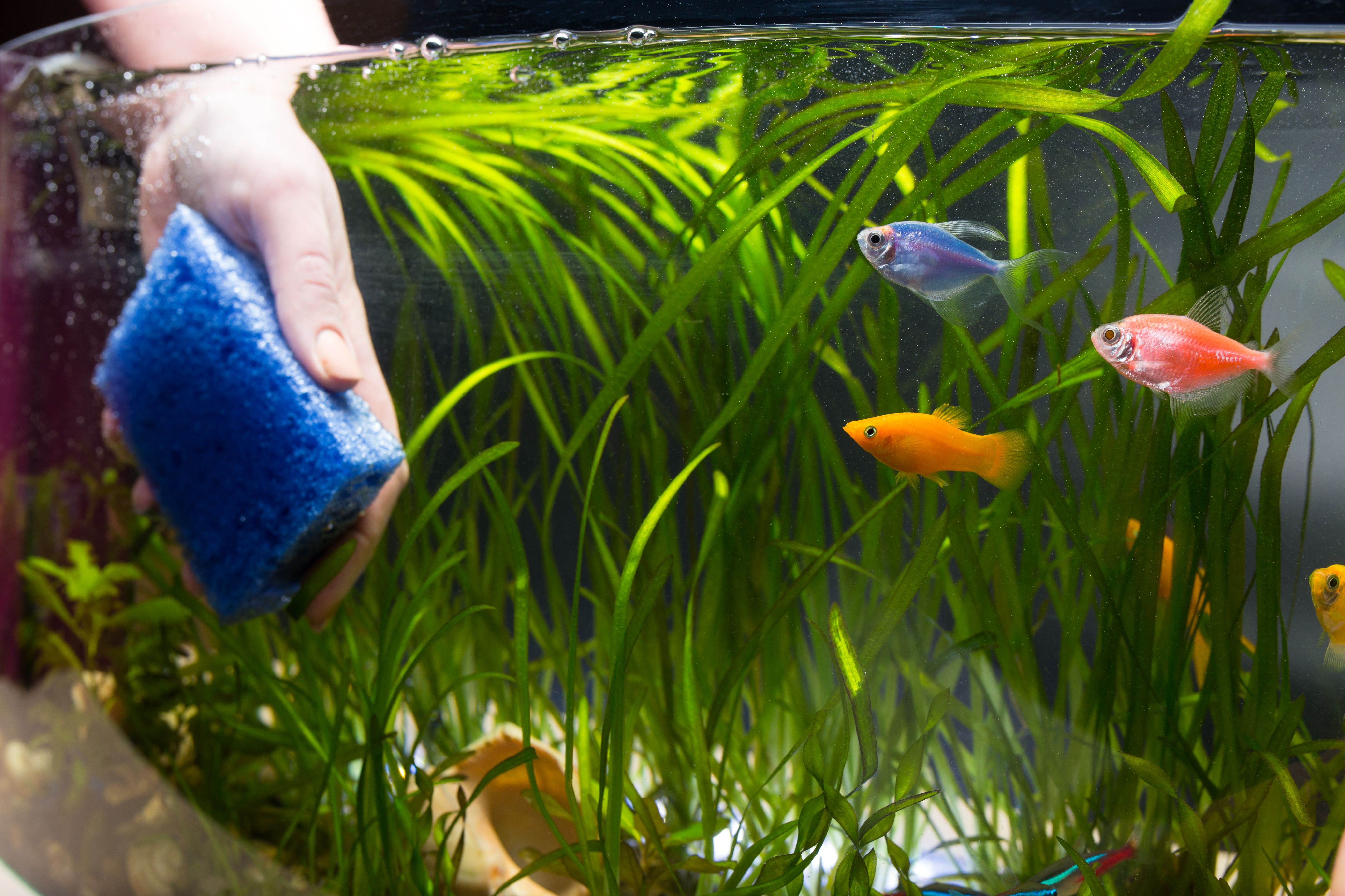 Het is goedkoop Kent Verlichting Clean Your Aquarium Day: 6 tips | Ranzijn tuin & dier