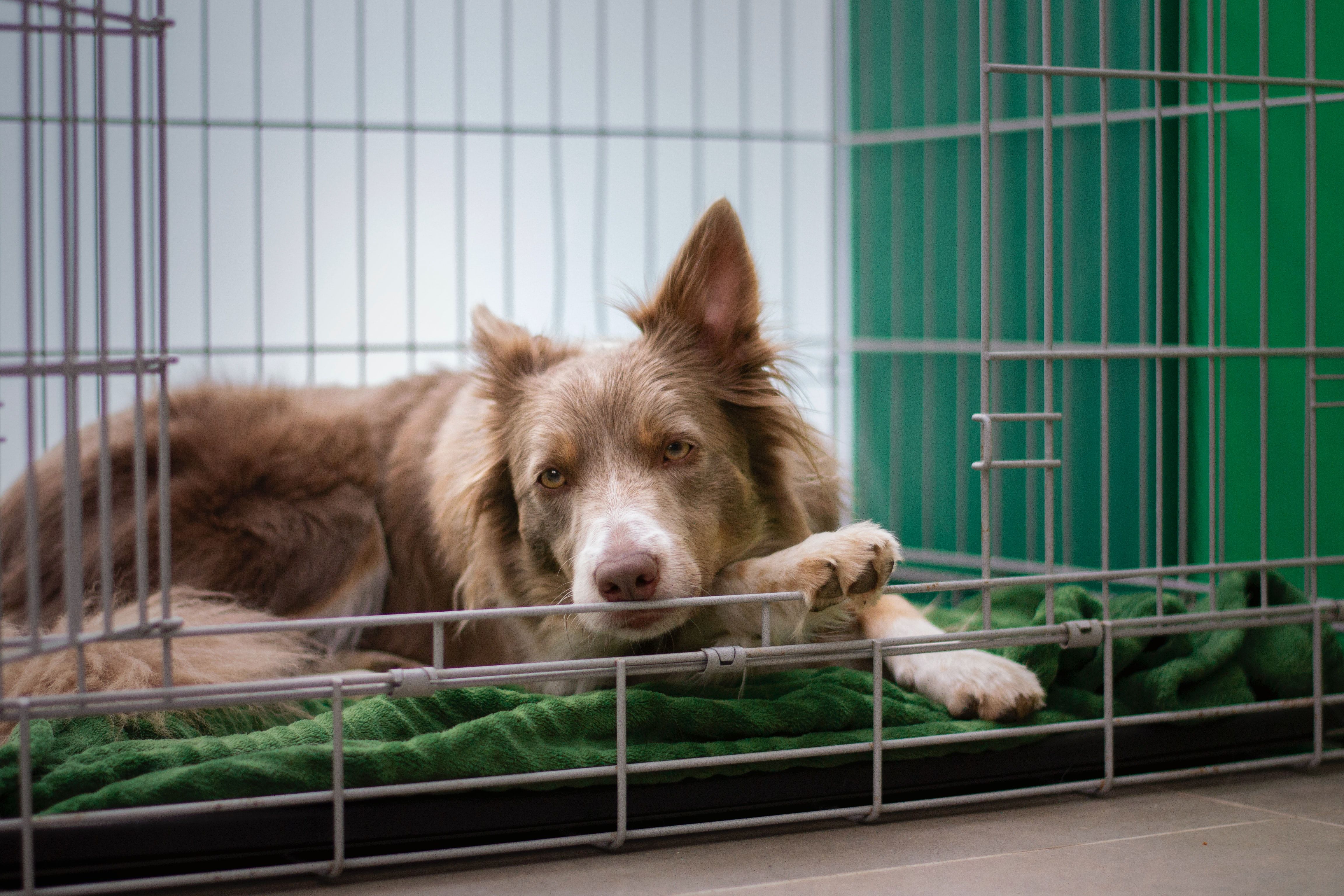 Maak het zwaar Nylon meditatie Wat je moet weten over de aanschaf van een hondenbench | Ranzijn tuin & dier